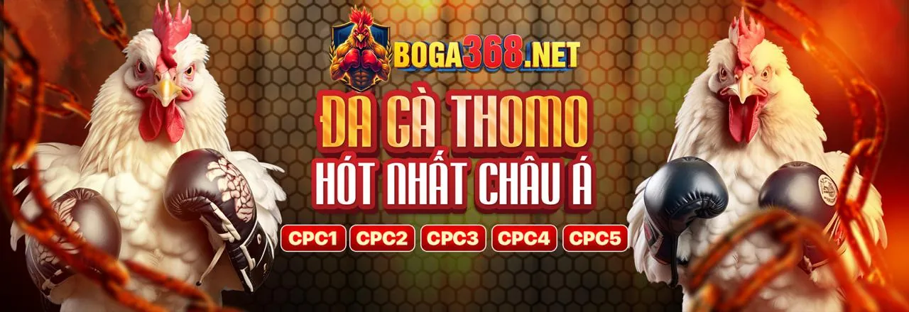 Hai chiến kê đang đối đầu nảy lửa trong trận đá gà trực tuyến
